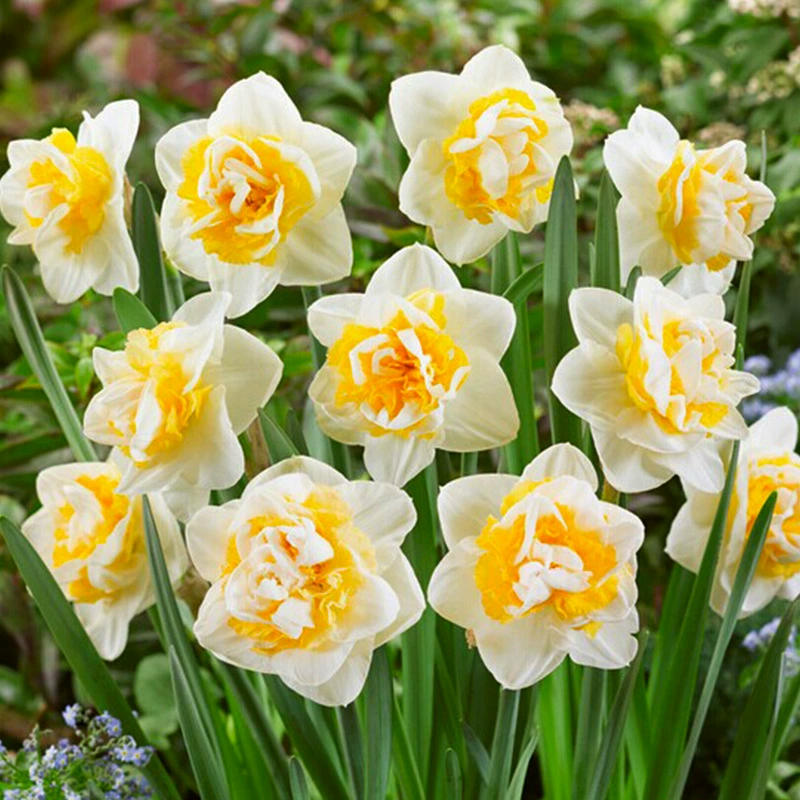 Нарцисс мяч в горшке Крытый балкон цветок гидропонный Нарцисс в горшке Цветочная луковица голландский двойной