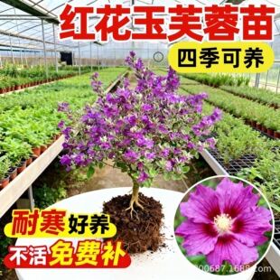 �t����ܽ���������yɫ���^ֲ��ͥԺ���@���R�ͺ��͟���������B��