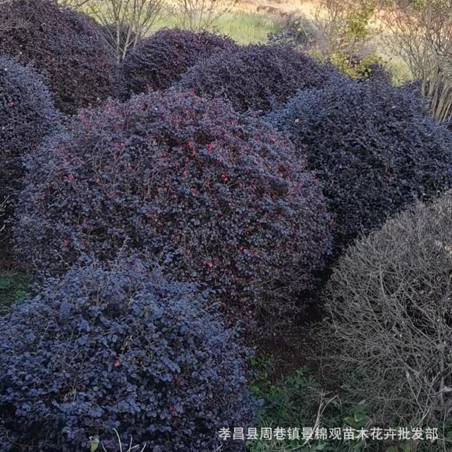 湖北红檵木球精品红檵木球庭院小区绿化苗木继木球基地批发价格