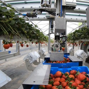 Efficient Transmission ZK06 Wireless Charging Scheme Strawberry Picking Wireless Charging Terminal Equipment Manufacturers