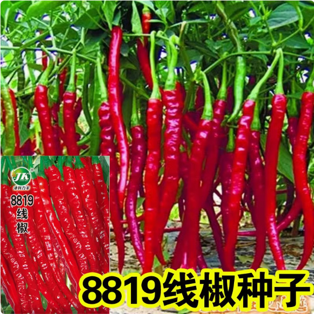 高产线椒种子8819线椒种籽长辣椒籽种高产四季蔬菜种孑干鲜俩用