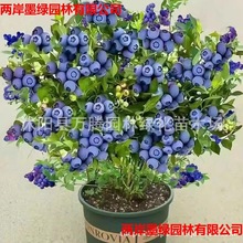 {ݮ{ݮԵԹ玧ϱNֲ۾Gʯ