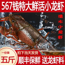 五斤567钱小龙虾 鲜活活虾江苏清水龙虾淡水虾干净免洗特大稻田虾