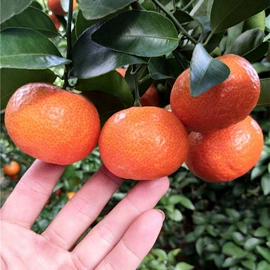 传统糕点;西式糕点;饼干