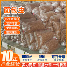 A批发面包虫干黄粉虫厂家直发宠物食品仓鼠零食鱼粮猫粮乌龟粮