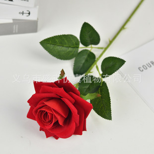 �q�����õ����õ�廨 ��c�����Ҿ��b����˹��ٻ����컨���滨