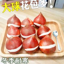 郁金香种球多年生花卉种子土培水培室内外庭院种植花球球根 种球