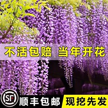 ���ٻ����ļ�����ֲ������L�������}���Ϙ�������ļ��_��������