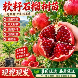 盆栽;园林果树;乔木