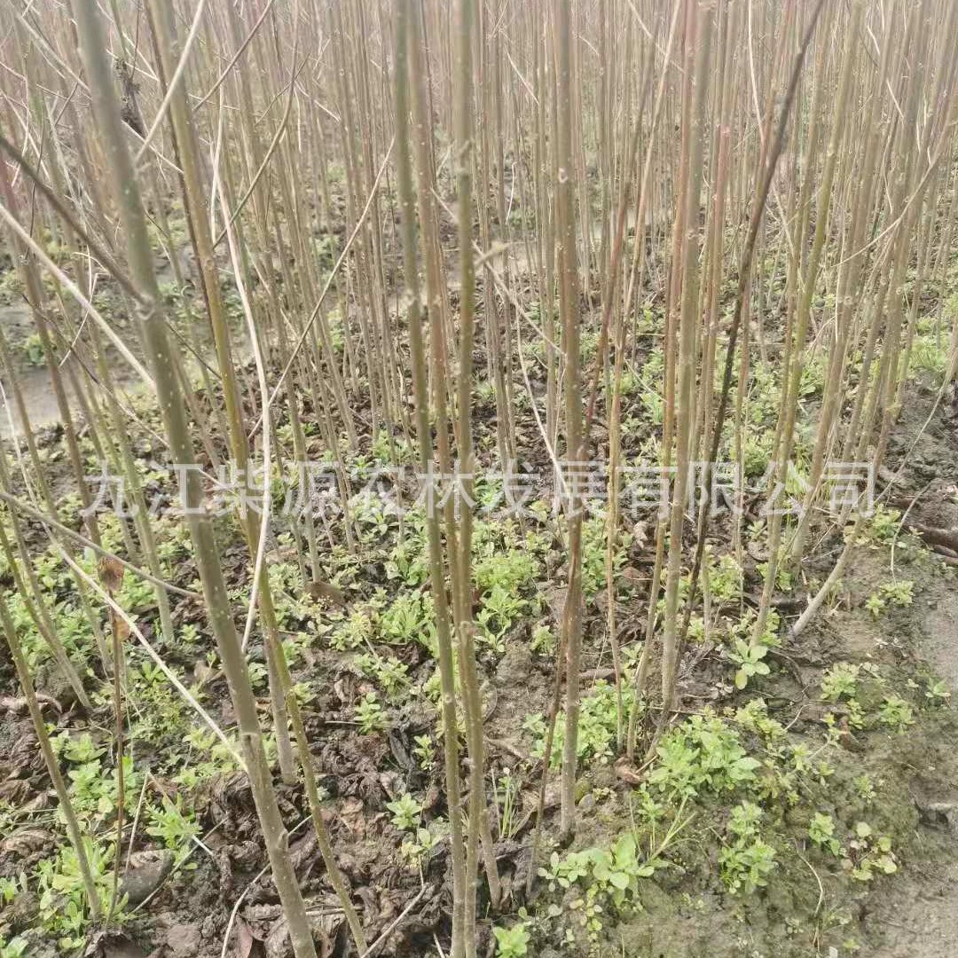 База производит и продает собственные саженцы кипариса босого Кипарис босого 1cm Кипарис босого 4cm Кипарис босого 9cm Кипарис босого 12cm