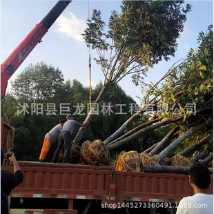 Soapberry Tree Base Soapberry Sapling Foliage Soapberry Seedling Landscaping Tree Project