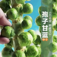 孢子甘蓝种子一年四季蔬菜种子大全迷你小包菜小头菜卷心菜籽