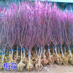 ÷������t÷�G÷���~÷����÷�䘶ͥԺ�G�������̨���Ի���ֲ��