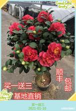 克瑞墨大牡丹山茶花浓香巨型红花盆栽室内阳台名贵花卉茶花盆栽
