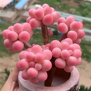 �ҵ�Ⱥ�����^����ֲ����֮���Ϙ������k���҃ȾGֲ���Ի���