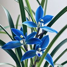 ϡ���m���{��ʯ�{ɫ�������҃ȾGֲ�ͺ������ļ��_��