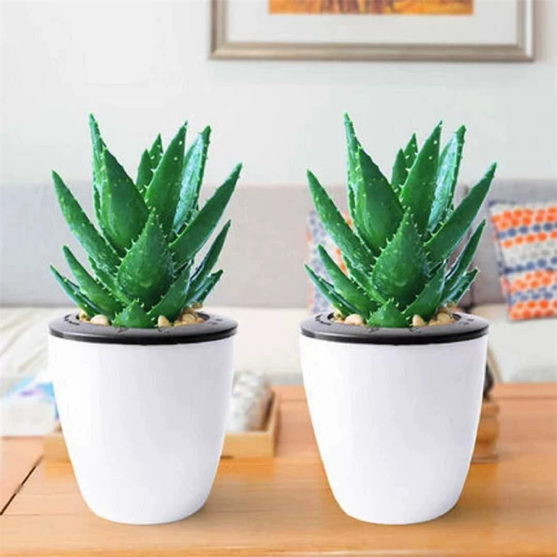 Суккулент алоэ вера, который никогда не спит кактус Крытая Гостиная Офис зеленое растение Простой ветер гидропоника украшение рабочего стола