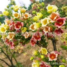 文冠果树吉祥树寓意吉祥开花结果观赏树种阳台盆栽地栽壮苗文冠果