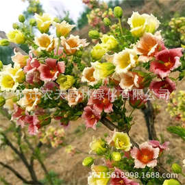 文冠果树吉祥树寓意吉祥开花结果观赏树种阳台盆栽地栽壮苗文冠果