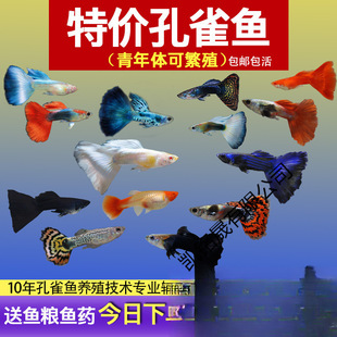 ��ȸ�~С�~�Ꭷ�~ȫ�N�������B�^�p�~С�͵�ˮ�~����~