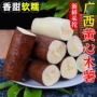 华南广西应季新鲜木薯