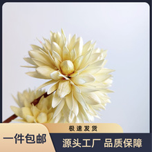 干玉兰球客厅装饰花材料云南厂家批发跨境直供MagnoliaBall永生花