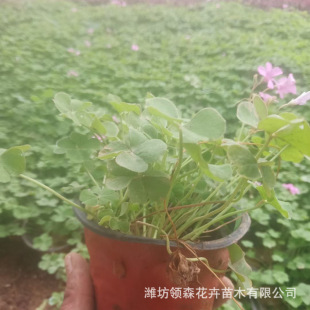 Safflower Marigold Safflower Marigold Seeds Safflower Fried Pulp Flowers White Marigold Yellow Flower Safflower Clover