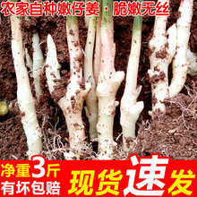 嫩姜新鲜仔姜子姜四川指头姜生姜5斤非云南小黄姜泡老醋鲜姜3蔬菜