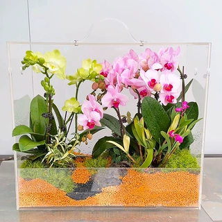 蝴蝶兰盆栽亚克力手提花盒透明永生鲜花礼品展示盒