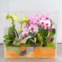 永生亚克力手提盆栽花盒