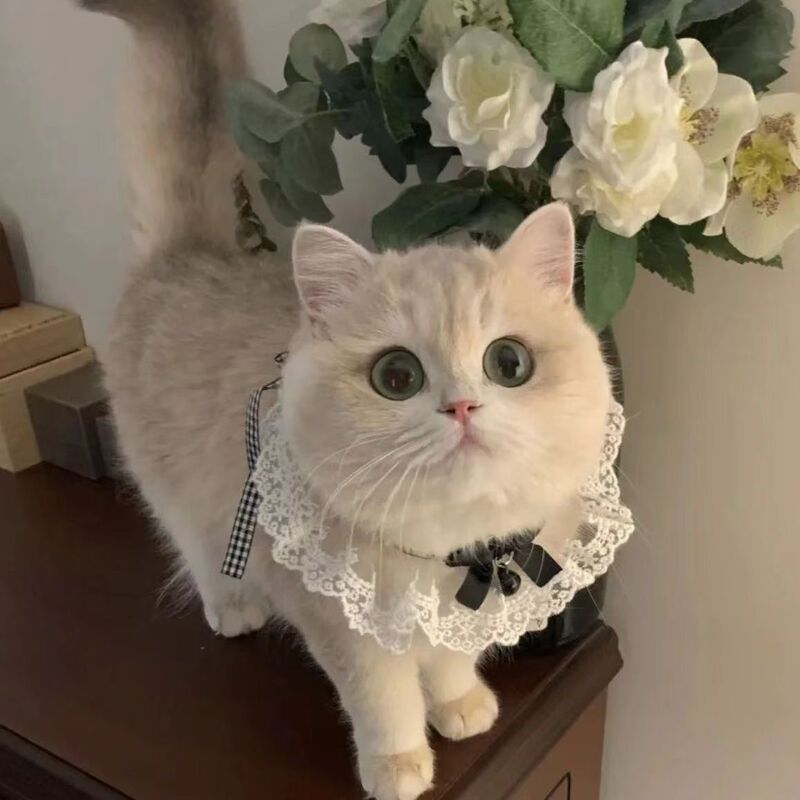クロスボーダー新しい猫唾液タオルスカーフ蝶ネクタイペット首輪よだれかけスカーフ犬の首輪装飾よだれかけ|undefined