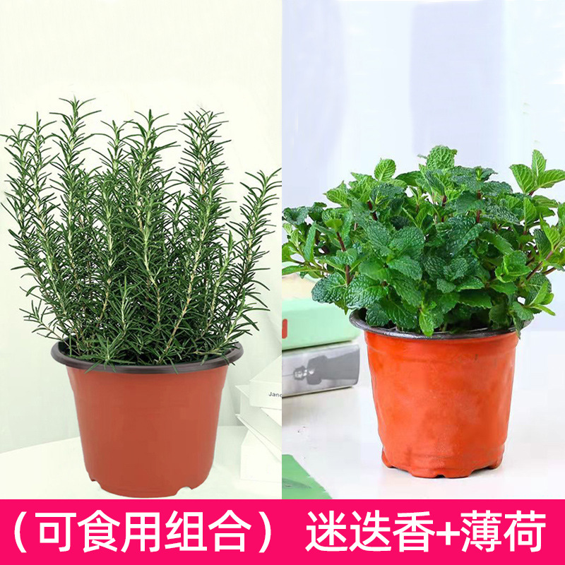 [대형 식용 조합] 민트 + 로즈마리(화분 없는 오리지널 흙) + 영양액