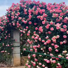 �W�������¼����ɾ�������ļ��_�����������NޱͥԺõ�����⻨��