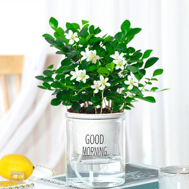 100#지우리샹(좋아요 대야) + 영양액