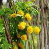 Heavy petals 爬 重 重 重 援 援 重 重 重 棣 棣 苗 苗 重 重 重 Potted potted yin -resistant shrub flower
