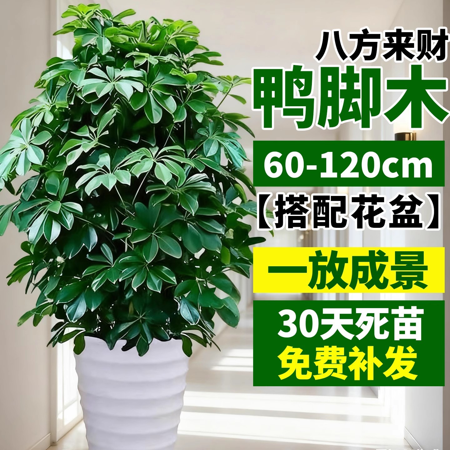 Duckfoot Wood Potted Plant, Indoor Shade-Tolerant Plant, Money Tree, Seven-Leaf Lotus, Large Green Plant for Living Room, Evergreen and Easy to Maintain