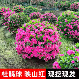 批发杜鹃球庭院绿化花镜耐寒植物花卉春鹃老桩球形盆栽地栽杜鹃球