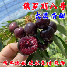 ܇���Ә�����Ҙ��m�Ϸ������Nֲ����ͥԺ���䰫�����Ҙ�������