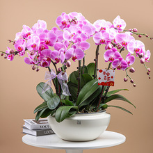 高级感大陶瓷大号花盆创意网红蝴蝶兰专用盆家居绿植装饰花盆摆件