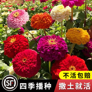 Zinnia Flower Seeds Are Easy to Grow in All Seasons. Indoor Balcony Flower Seeds Are Easy to Grow in All Seasons. Flower Seeds Bloom in All Seasons and Outdoors