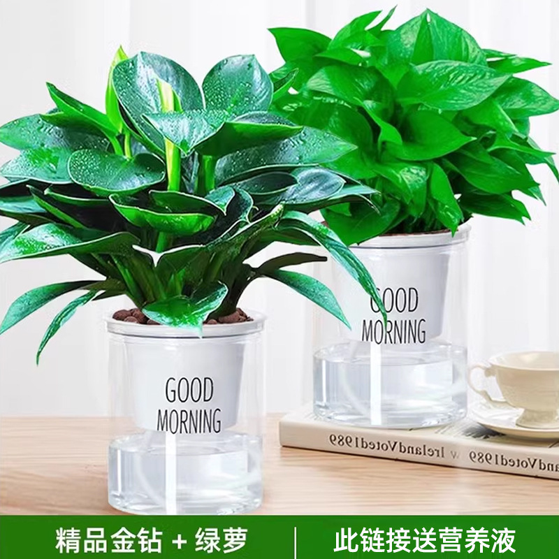 골든 다이아몬드 + 포토스 + 굿모닝 대야 2개 + 영양액