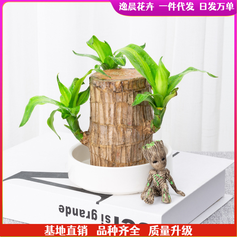 Brazil wood hydroponic plant lucky wood tabletop green plant potted aquatic office indoor mini potted plant good cultivation