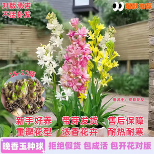 Nҹ㻨Ͷֲ҃ͥԺļ׷N