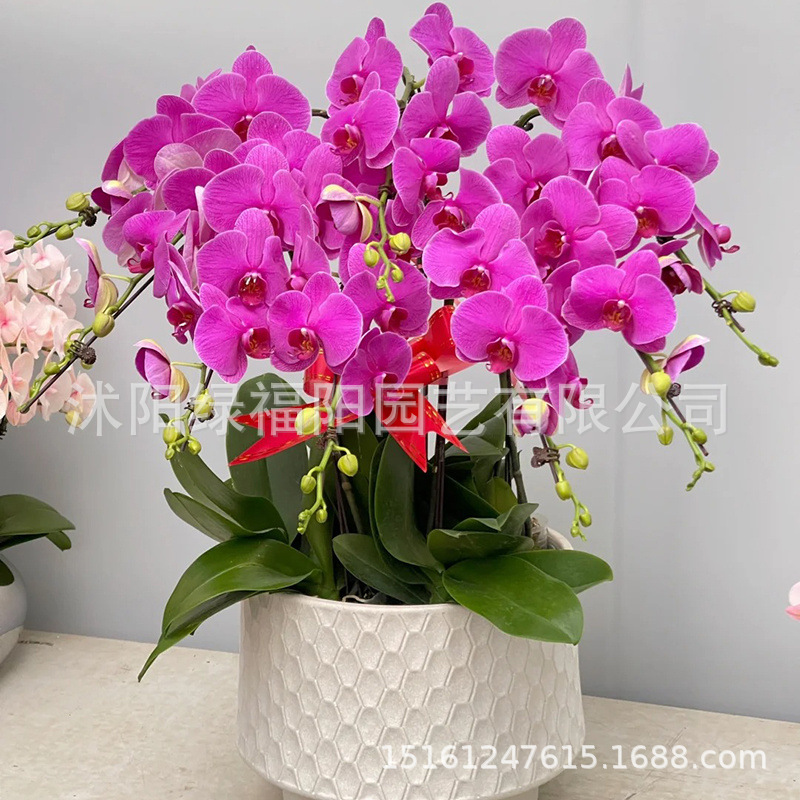 蝴蝶兰盆栽带花剑客厅室四季盆栽花卉绿植当年开花兰花苗带花苞
