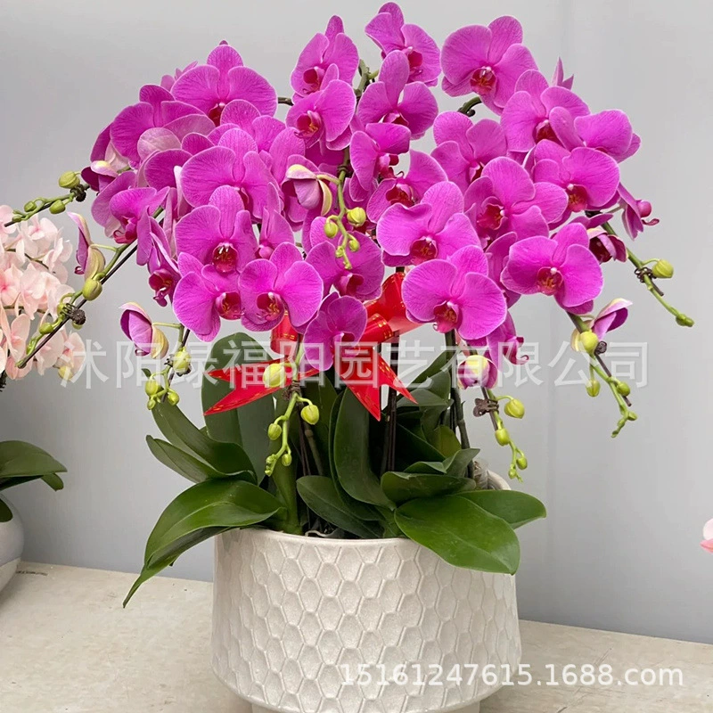 Орхидея фаленопсис в горшке с цветочными бутонами для гостиной, всесезонные цветы и зелень в горшках, цветет в том же году, рассада орхидей с цветочными бутонами.