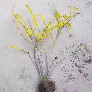 ����ӭ���_���Gֲ�҃ȴ�����Ԯ�G���B�N������Sӭ������