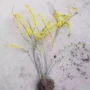 攀援开花绿化金黄树苗