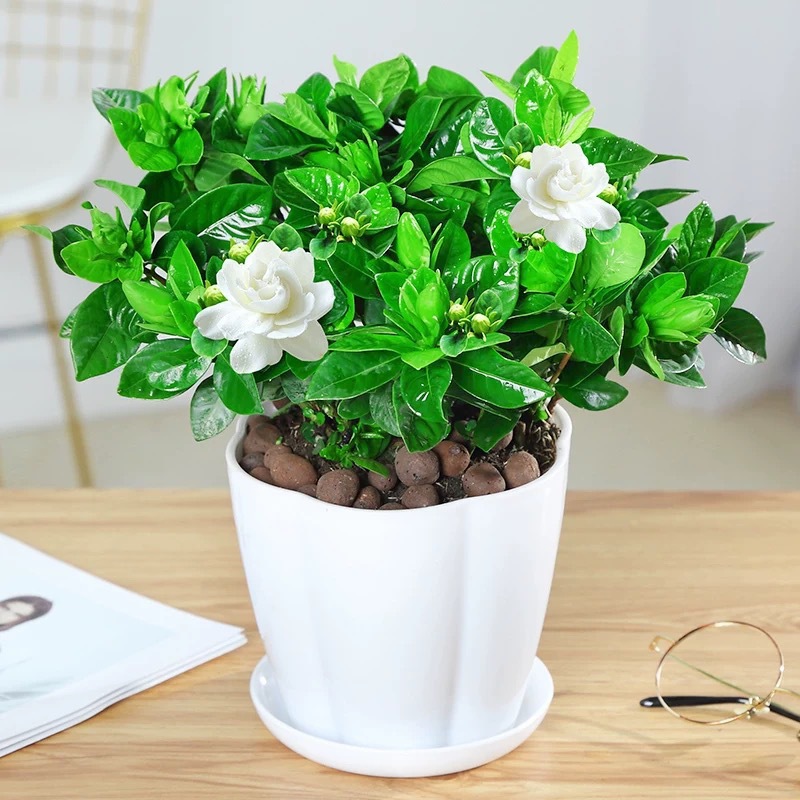 새싹이 있는 대형 치자나무 160#【꽃잎 화분】+비료