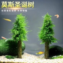 仟锐圣诞树莫斯树沉水莫斯骨架水面水草水晶虾鱼缸造景装饰