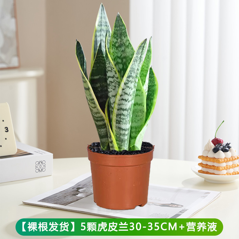 호랑이 난초 30-35cm 5개 + 영양액 [뿌리가 벗겨진 상태로 배송]